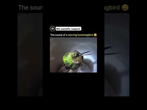 The sound of snoring hummingbird | MS scientific research| #education #science #shorts #hummingbird