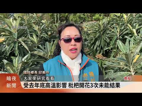 國姓枇杷遲發性農損 農業部啟動現金救助