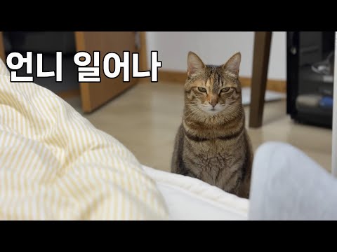 집사는 수면 부족...나도 잠 좀 자자.