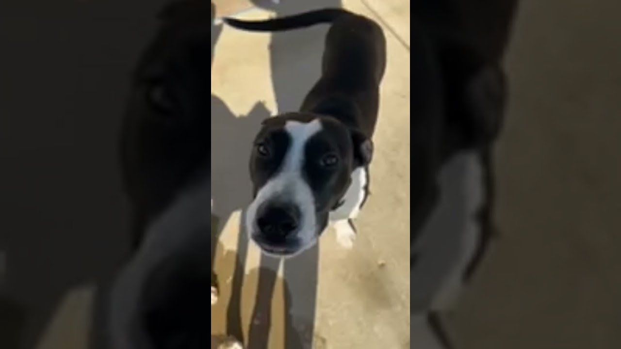 Enlarge Prince, a Adoptable mixed breed in Park Forest, IL video 5/5