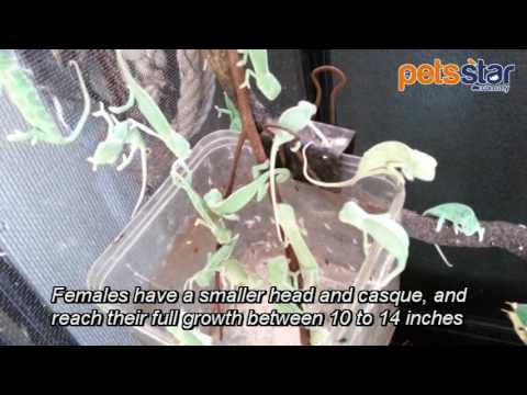Pets Star Veiled Chameleon