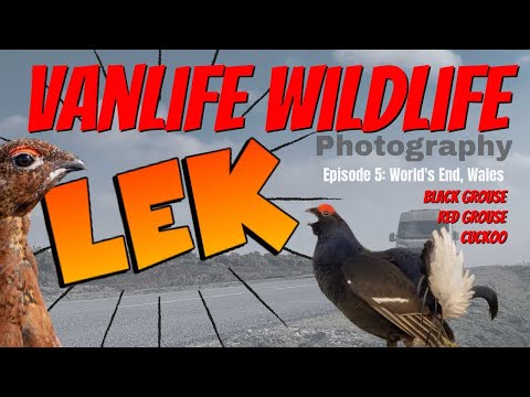 BLACK GROUSE LEK at WORLDS END Wales - Wildlife Photography with the Sony A1 (4K)
