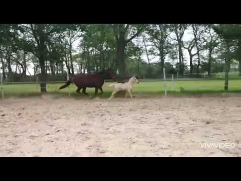 Cremello-Hengstfohlen von Rivers Dancing AS, for sale