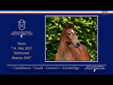 Holsteiner Elite-Fohlenauktion 2021 | Nr. 47 Casablanca