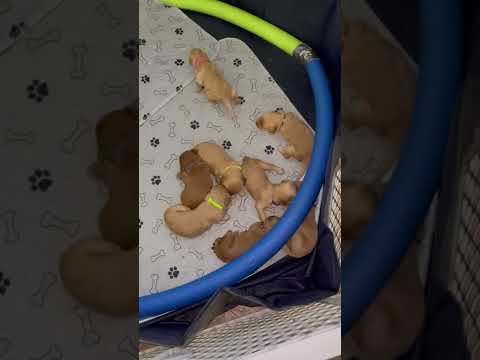 The puppies get collars