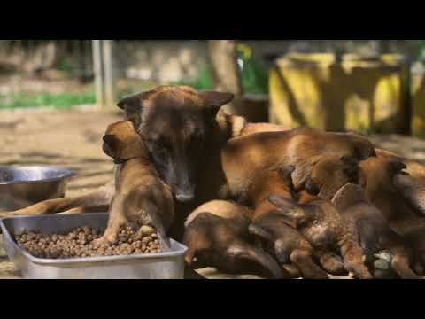 Super Malinois Pups For Sale, or should we call them Maligators?