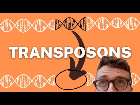TRANSPOSONS EXPLAINED (1 Minute Explanation)