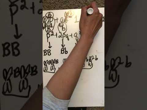 Introduction to Population Genetics