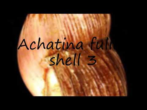 How to pronounce Achatina fulica shell 3 in English?