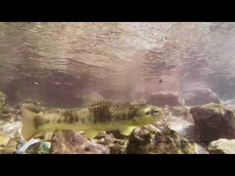 Păstrăv într-un râu de munte în Parcul Național Piatra Craiului din cadrul Romsilva