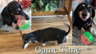 #pet #game Adorable dachshund #fun