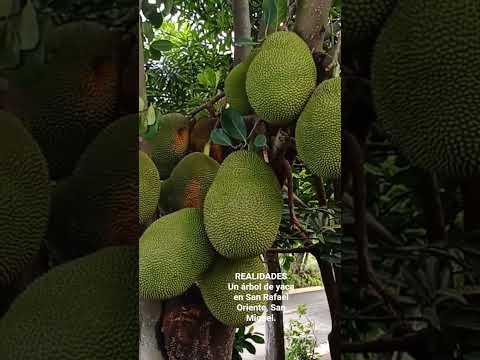Un árbol de yaca en San Rafael Oriente, San Miguel, El Salvador.