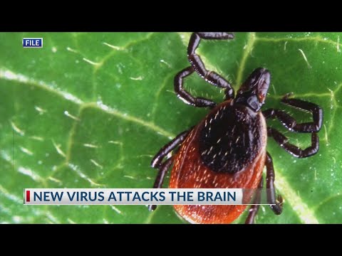 New virus attacks the brain