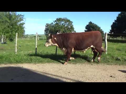 Lote 3 Toros PI Polled Hereford, Lavalleja