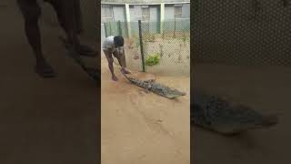 preview picture of video 'Crocodile catching at bhitarkanika national park'