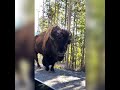 Biggest Bison|Bison #wildlife #bison #shorts