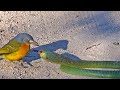 Bird Rips Snake S Eyes Out As It Tries To Escape