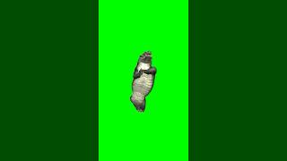 Download lagu Green Screen Dancing Crocodile Meme mp3