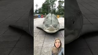 Download lagu Ikan Hiu Makan Biar Kenyang #comedy #ikan #trending #subscribe mp3 Download lagu Ikan Hiu Makan Biar Kenyang #comedy #ikan #trending #subscribe mp3