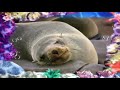 The Amazing World Seals
