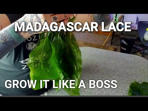 image-What is a lace plant?
