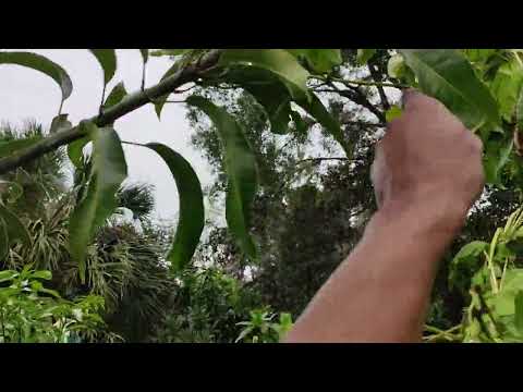 Glenn mango 🥭 ( Don't sleep on it )