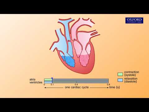 Animation E1, 3.2 The cardiac cycle