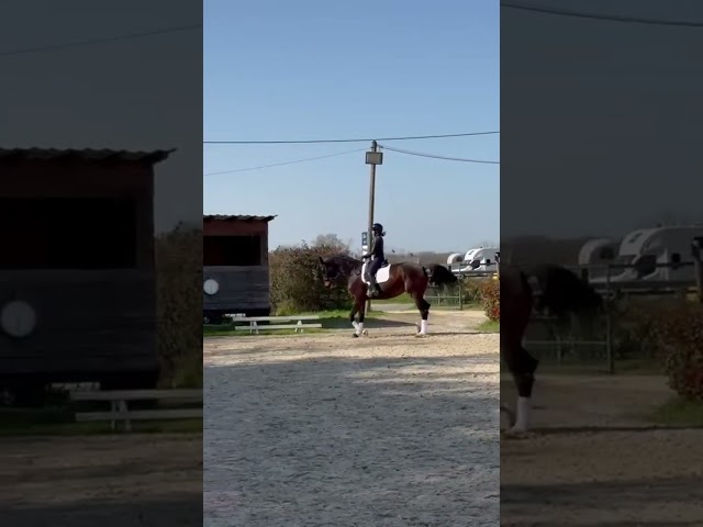 Jument KWPN, 5 ans / dr / cce 