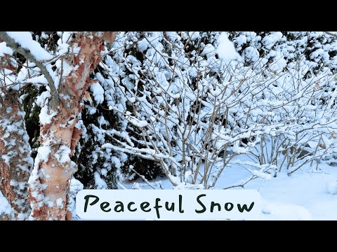 Snowy January Garden Tour — Peaceful Winter Garden