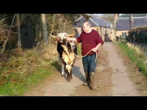 ONLINE LONGHORN SALE - Fishwick Upsurge - Lot 119