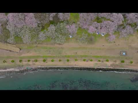 走水水源地公園【桜】 - m30006