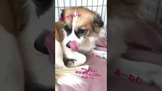 【犬26頭飼い】おトイレがどうしても覚えられない我が家のお姫様 #保護犬 #犬多頭飼い #バリ島 #Shorts