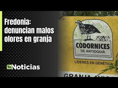 Fredonia: denuncian malos olores en galpón de codornices - Teleantioquia Noticias