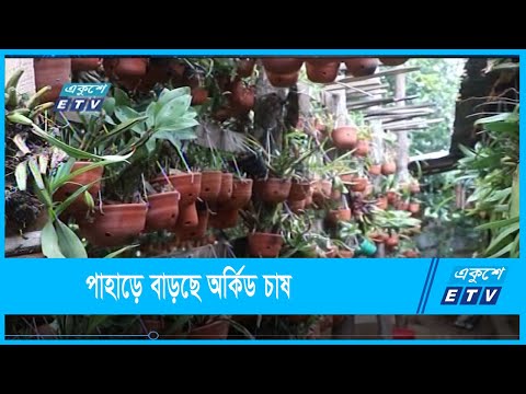 পাহাড়ে বাড়ছে অর্কিড চাষের বাণিজ্যিক সম্ভাবনা
