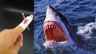 Start Testing if Sharks Can Smell a Drop of Blood Check it out