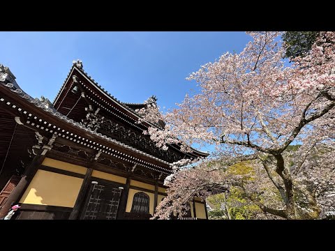 南禅寺　桜満開　ライブ配信 4K