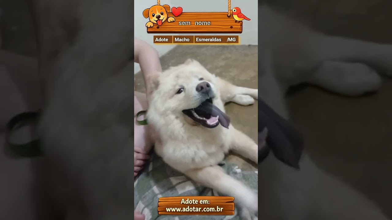 Cachorro raça Chow Chow idade 2 a 6 meses nome sem nome 