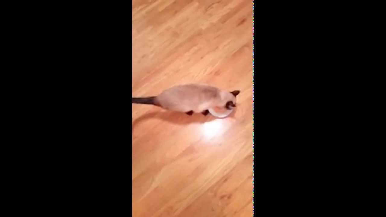 Watch video Fancy Feast Broths review Now Fancy Feast Broths review