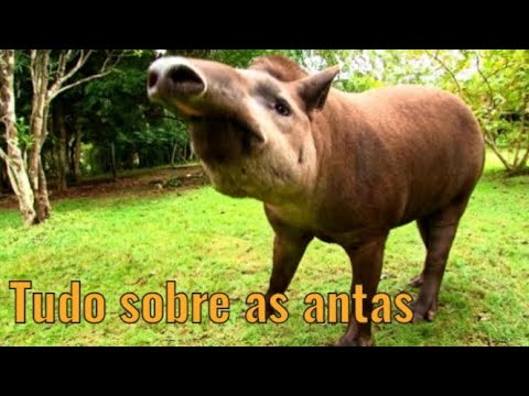 Conheça todas as espécies de antas do mundo, desde a menor até a maior! As jardineiras das florestas