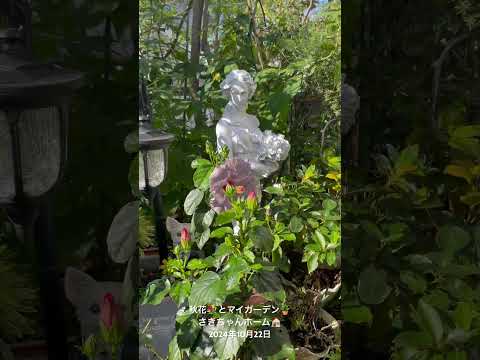 化学薬品を使わずにバラの茂みの中のヒルガオを自然に取り除く方法