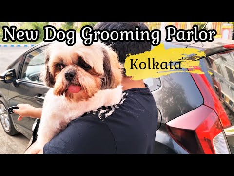 Dog Grooming | Trying a new pet grooming parlor | Puppies' new haircut