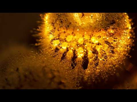 Max Cooper - Peace Exists Here (Official video by Xavier Chassaing)