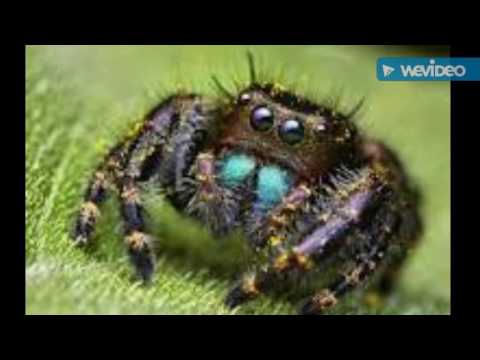 This will cure your  arachnophobia