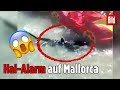 Schon Wieder Hai Alarm Auf Mallorca