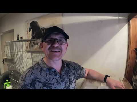 Laufenten-Kunstbrut  ! Schieren an Tag 7 !