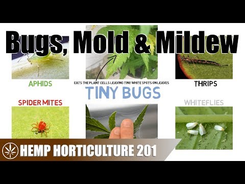 image-Why is my weed plant growing mold?