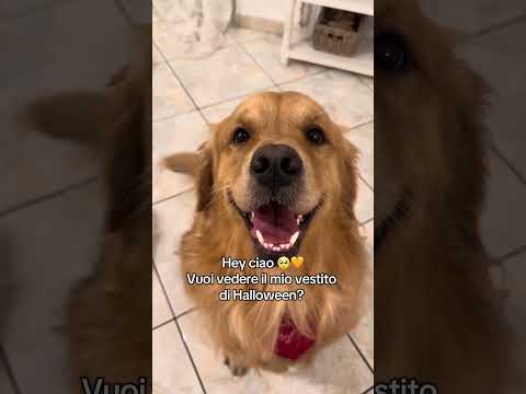 #goldenretriever  #perte