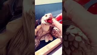 今日も餌やりから1日が始まる😘#リクガメ #tortoise #爬虫類