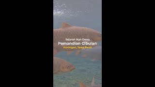 Download lagu Ikan Dewa di pemandian Cibulan Kuningan, Jawa Barat mp3