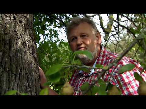 Besondere Birnen Josef Wittmanns Baumsammlung  Zwischen Spessart und Karwendel  BR